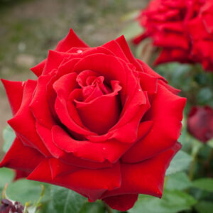 Rosa INGRID BERGMAN