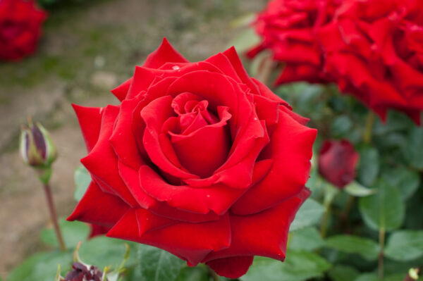 Rosa INGRID BERGMAN