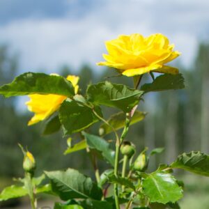 Rosa FRIESIA