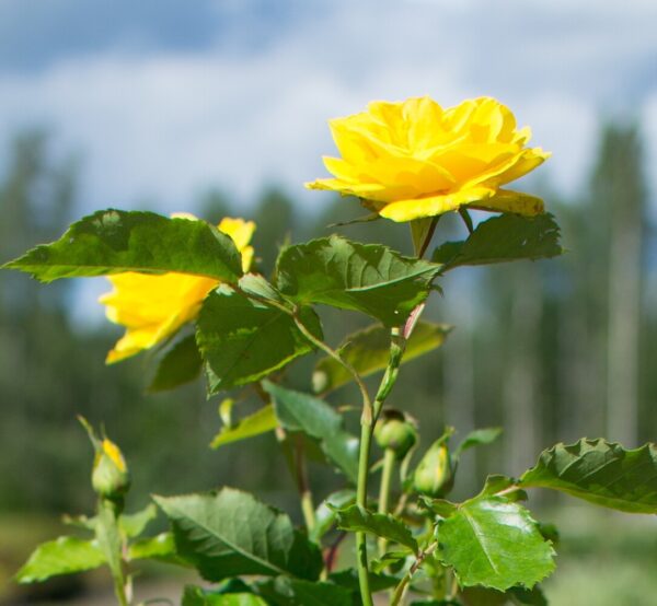 Rosa FRIESIA