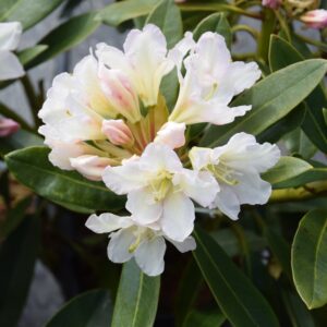 Rhododendron LUMOTAR