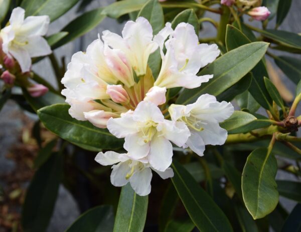 Rhododendron LUMOTAR