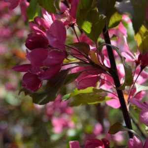 Malus WABISCAW