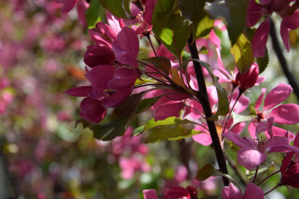Malus WABISCAW