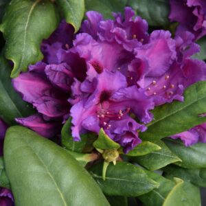 Rhododendron AZURRO