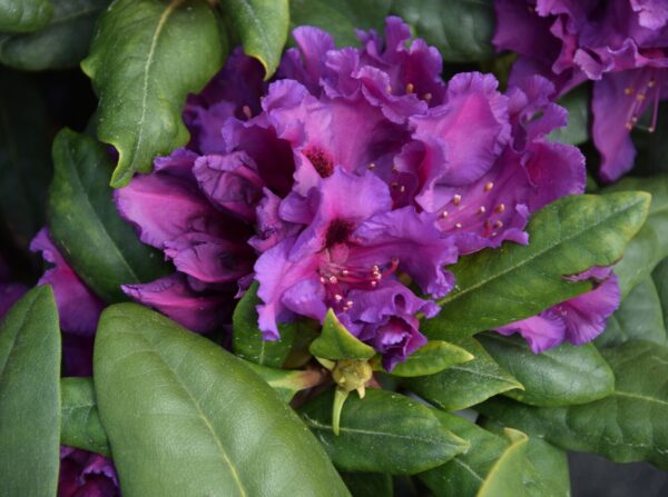 Rhododendron AZURRO