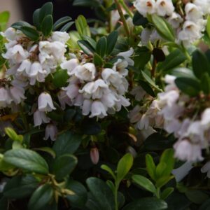 Vaccinium vitis-idaea SANNA
