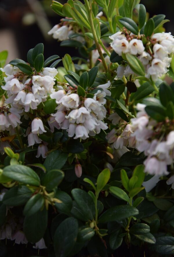 Vaccinium vitis-idaea SANNA