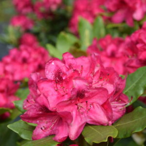 Rhododendron Nova Zembla