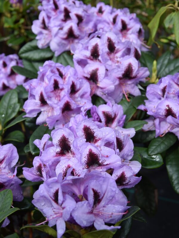 Rhododendron METALLICA