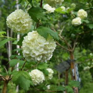 Viburnum opulus ROSEUM rung 140-160