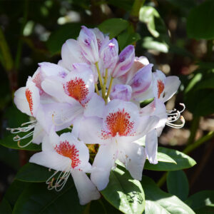 Rhododendron MRS T. H. LOWINSKY
