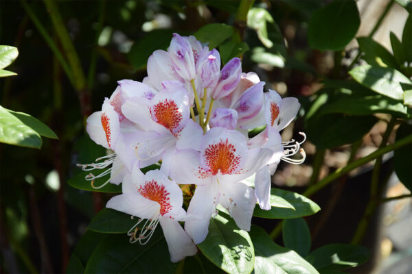 Rhododendron MRS T. H. LOWINSKY