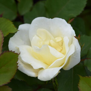 Rosa WHITE KNOCK OUT