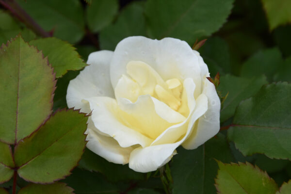 Rosa WHITE KNOCK OUT