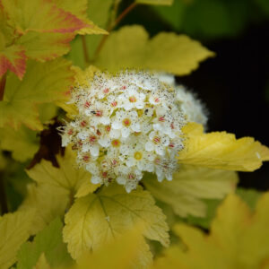 Physocarpus opulifolius ANGEL GOLD