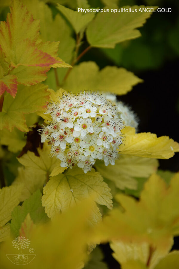 Physocarpus opulifolius ANGEL GOLD