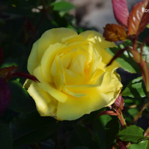 Rosa FRIESIA