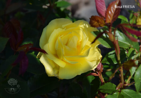 Rosa FRIESIA