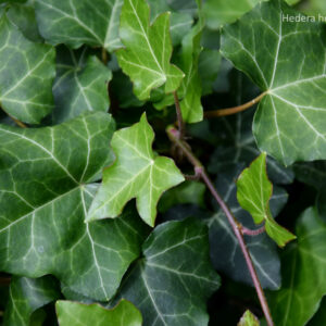 Hedera helix THORNDALE