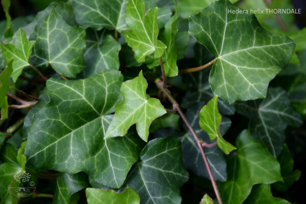 Hedera helix THORNDALE