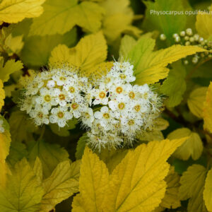 Physocarpus opulifolius DARTS GOLD