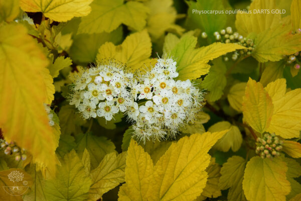 Physocarpus opulifolius DARTS GOLD