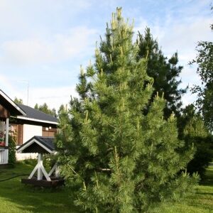 Pinus cembra subsp. sibirica (Pinus sibirica) Co3