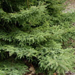 Picea Mariana