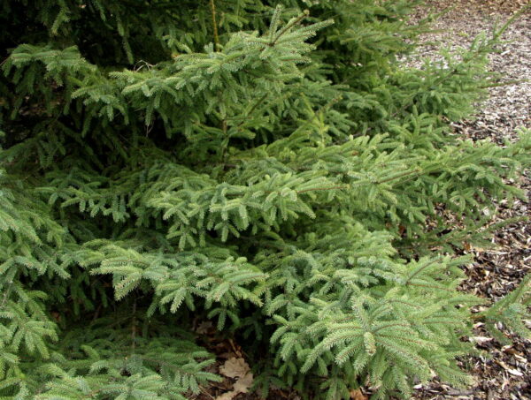 Picea Mariana