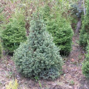 Picea glauca Sanders blue