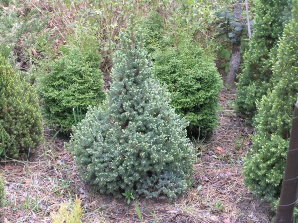 Picea glauca Sanders blue