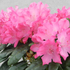 Rhododendron Hellikki