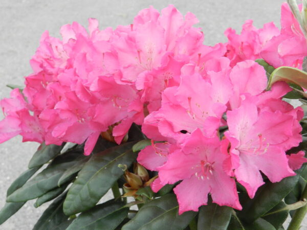 Rhododendron Hellikki