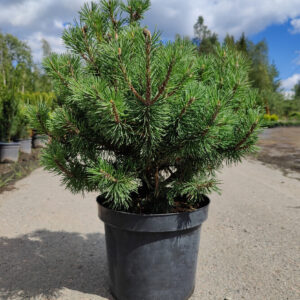 Pinus mugo Mops