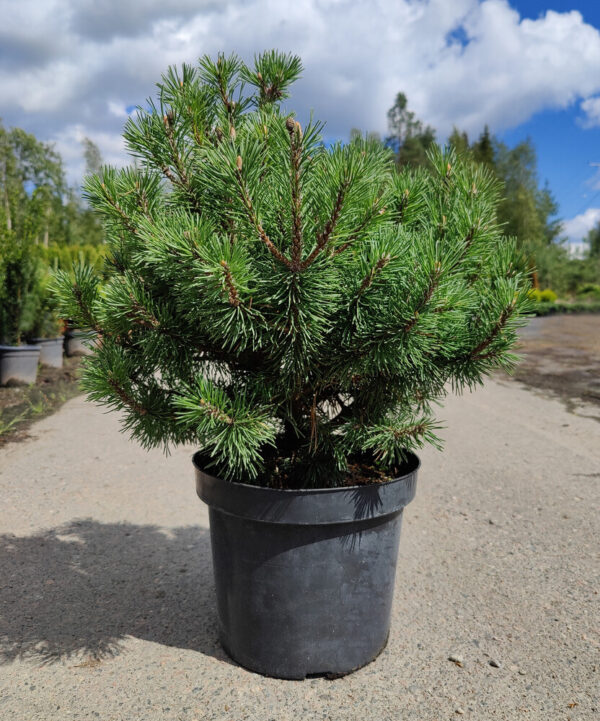 Pinus mugo Mops