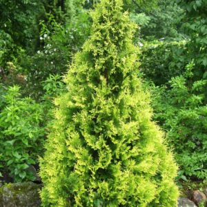Thuja occ. YELLOW RIBBON 100-120