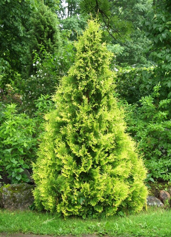 Thuja occ. YELLOW RIBBON 100-120