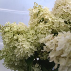 Hydrangea paniculata GRANDIFLORA