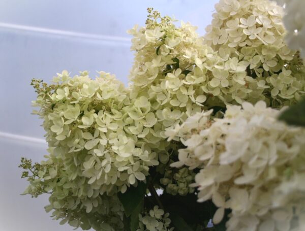 Hydrangea paniculata GRANDIFLORA