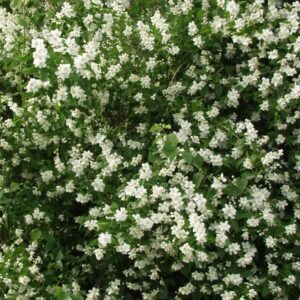 Philadelphus lewisii TÄHTISILMÄ