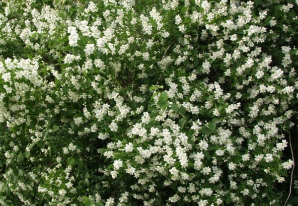 Philadelphus lewisii TÄHTISILMÄ