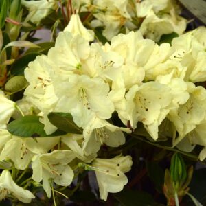 Rhododendron Goldinetta