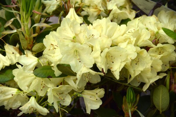 Rhododendron Goldinetta