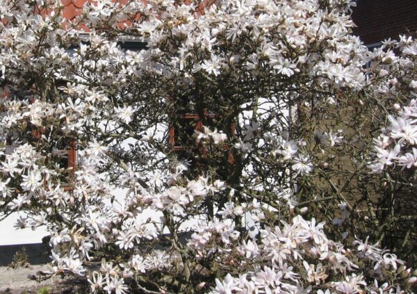 Magnolia sieboldii