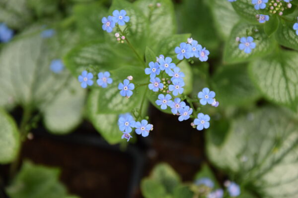 Brunnera macrophylla SEA HEART Co1,5-2