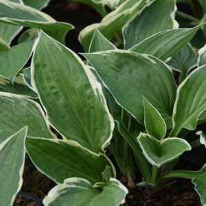 Hosta fortunei-ryhmä FRANCEE Co1,5-2