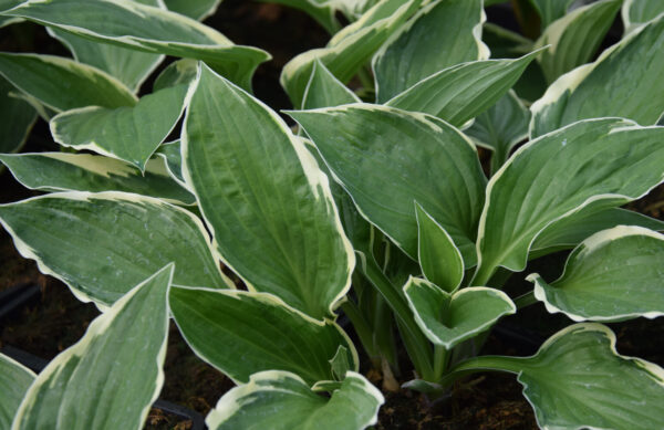 Hosta fortunei-ryhmä FRANCEE Co1,5-2