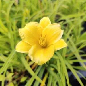 Hemerocallis hybrid STELLA D′ORO Co1,5-2