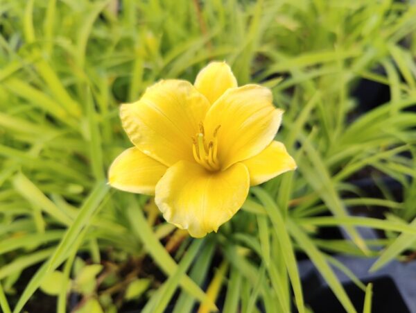Hemerocallis hybrid STELLA D′ORO Co1,5-2